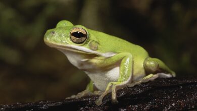 10 faits intéressants sur les grenouilles arboricoles vertes américaines