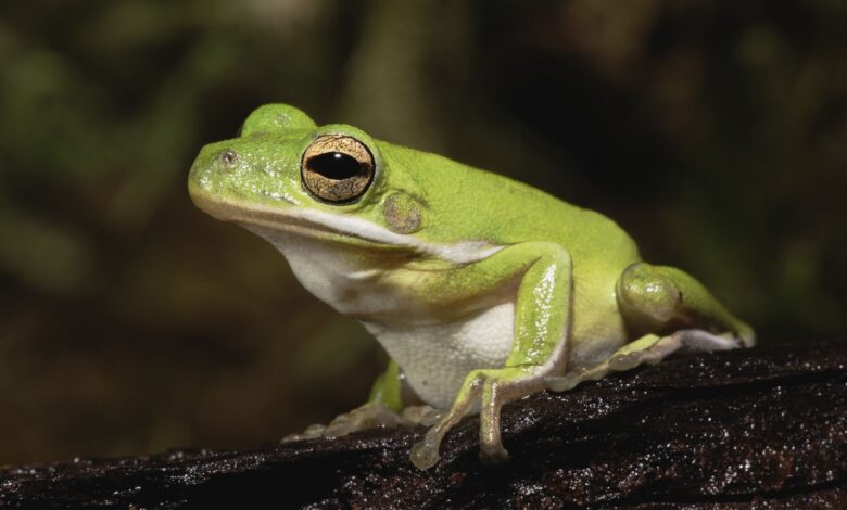10 faits intéressants sur les grenouilles arboricoles vertes américaines