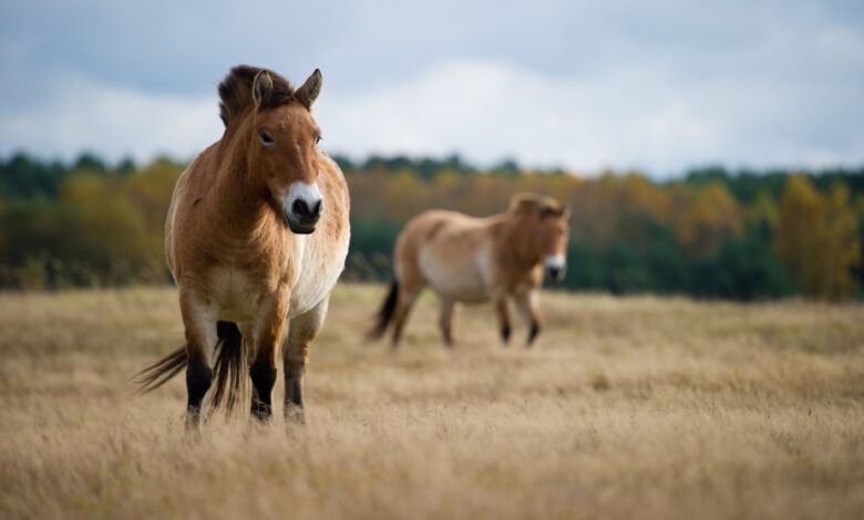 10 faits sur les chevaux de Przewalski
