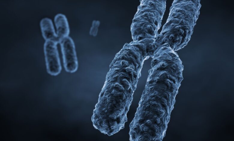 10 faits sur les chromosomes