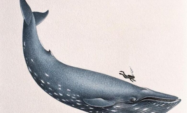11 Faits sur les baleines bleues, les plus gros animaux jamais rencontrés sur Terre