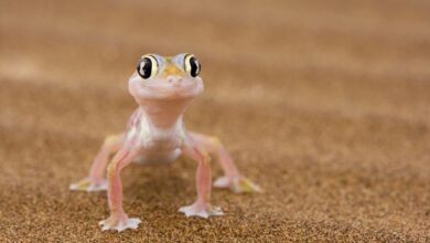12 faits surprenants sur les Geckos