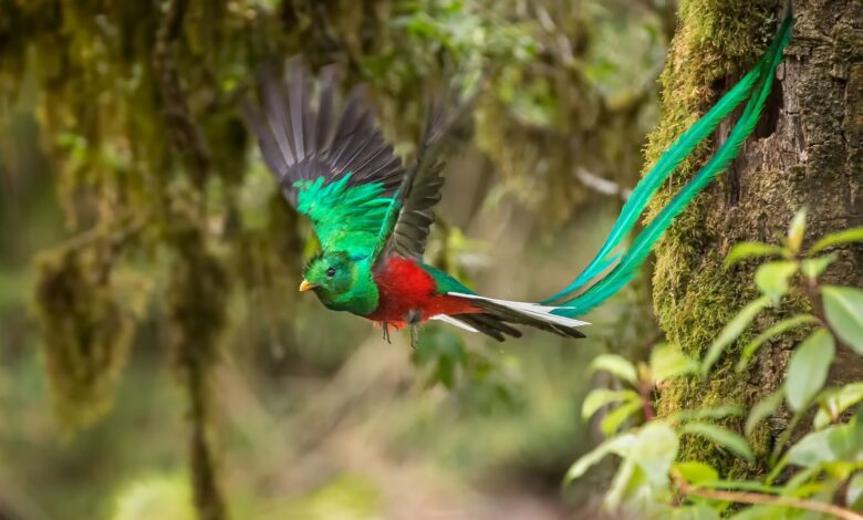 15 oiseaux avec des plumes de queue spectaculairement fantaisistes