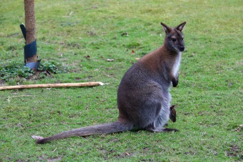 Les 20 animaux de compagnie les plus chers au monde (2020