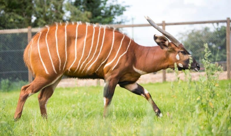 Les animaux de compagnie les plus chers - Antilope Bongo