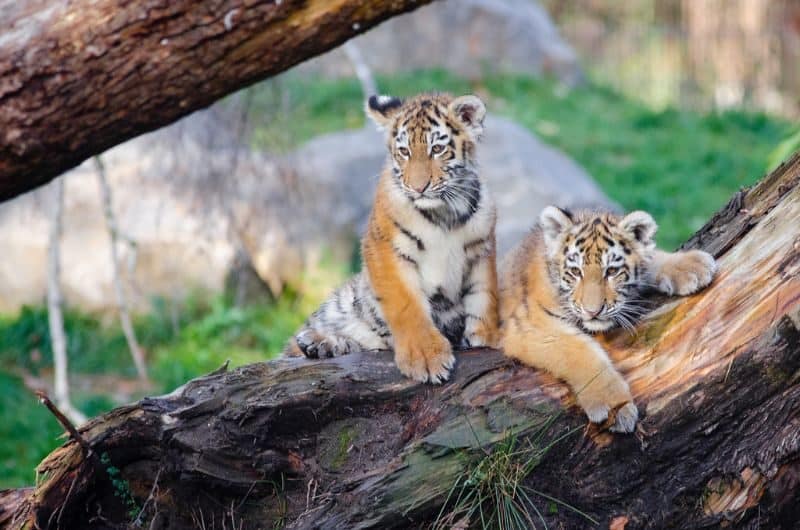 Les animaux de compagnie les plus chers - Tiger Cubs