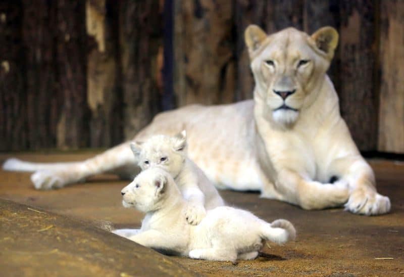 Les animaux de compagnie les plus chers - Lionceaux blancs