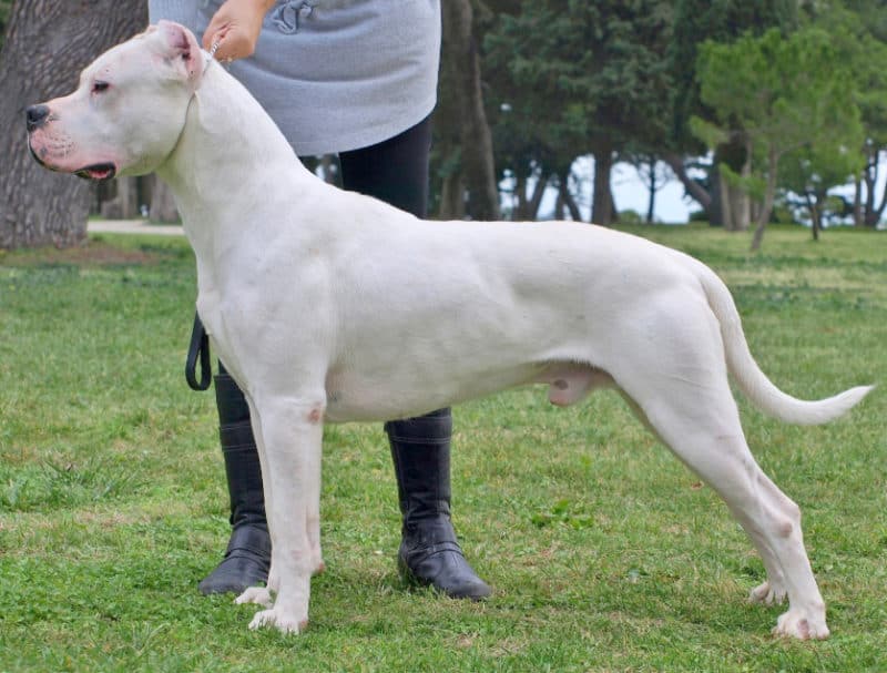 Les chiens les plus chers - Dogo Argentino