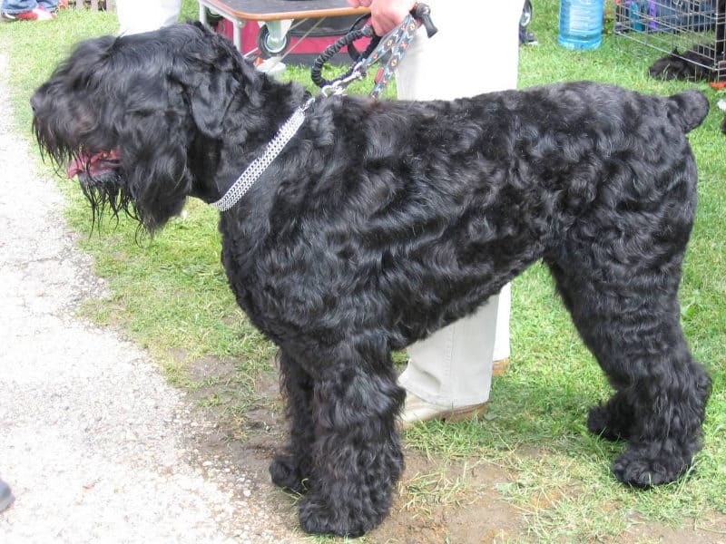 Les chiens les plus chers - Terrier noir russe