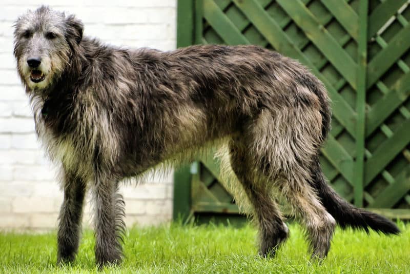 Les chiens les plus chers - Irish Wolfhound