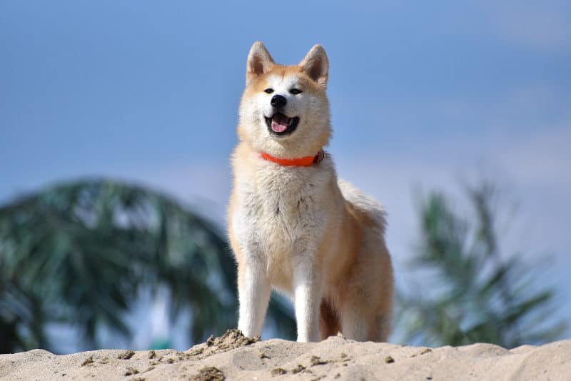 Les chiens les plus chers - Akita