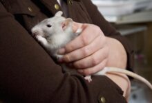 Garder et soigner les rats de compagnie