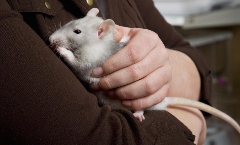 Garder et soigner les rats de compagnie