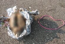 The brain was found wrapped in aluminum foil on the shore of Lake Michigan in the USA. Source: James Senda