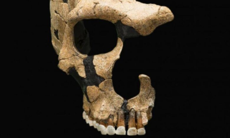 A Neanderthal skull shows head trauma, evidence of ancient violence. Smithsonian National Museum of Natural History