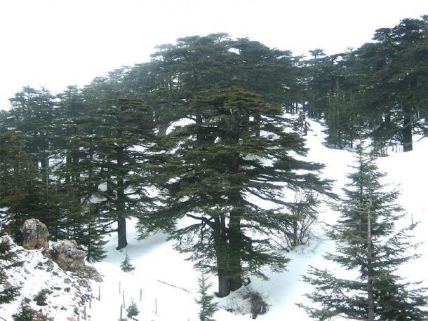 Al Arzz au-dessus de Bsharri (Forêt des Cèdres de Dieu), Liban. (BlingBling10 / CC BY-SA 3.0)