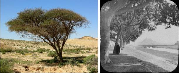 A gauche : un acacia, semblable à celui qu'on aurait trouvé en Egypte et de l'autre côté du Levant à l'époque de Khufu, le désert du Néguev en Israël. (Mark A. Wilson / Domaine public). A droite : avenue d'acacias menant vers les pyramides du Caire au 19e siècle (William Henry Jackson (1894) / Domaine public)