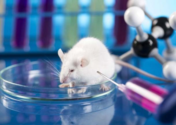 L'expérimentation animale - le précurseur des hybrides animal-humain ? (JacobST / Adobe Stock)