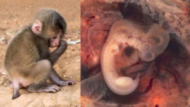 Young chimpanzee. On Right - Human Embryo. Source: Left, Public Domain; Right, CC BY-SA 2.0.
