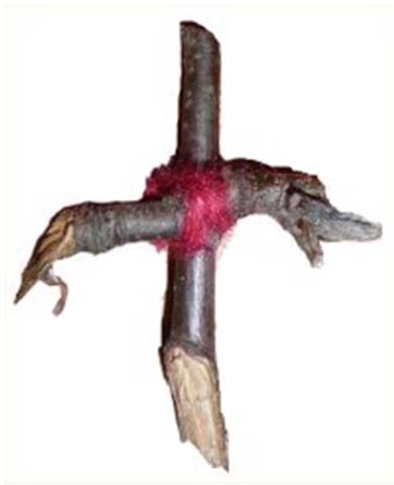 Une croix d'arbre de Rowan originaire d'Écosse, donnée à un musée en 1893 mais datant de bien avant.