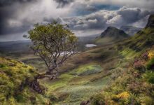 Flying Rowan Tree, Isle of Skye, Scotland