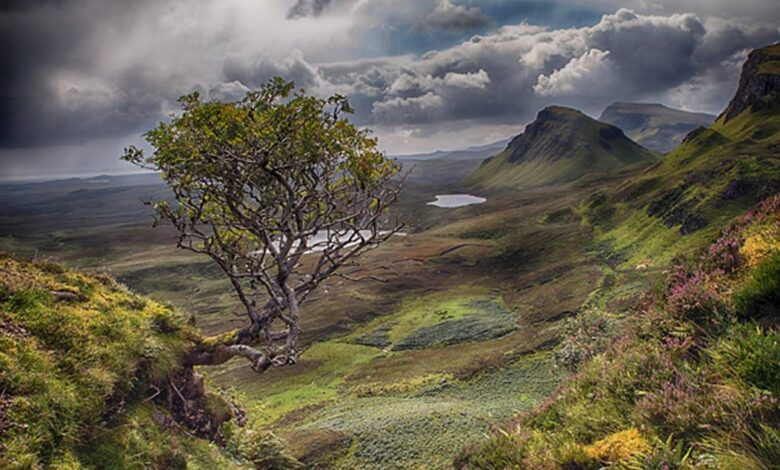 Flying Rowan Tree, Isle of Skye, Scotland