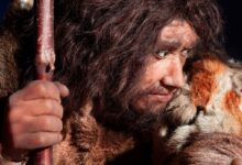 Neanderthal. Source: procy_ab / Adobe Stock