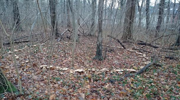 Un anneau de champignons dans les bois.