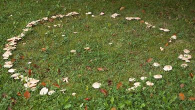 A mushroom ring creating a circle on the grass. These rings were believed to be portals to the fairy realm, and areas of danger.