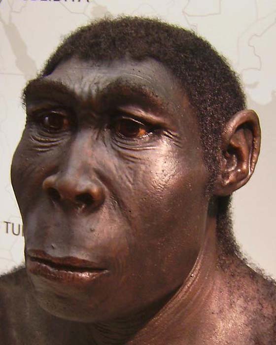 Une reconstruction d'un Homo erectus, exposée au Westfälisches Landesmuseum, Herne, Allemagne. (CC BY SA 2.5)