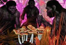 The Stoned Ape theory proposes magic mushrooms helped the Homo erectus evolve quickly.