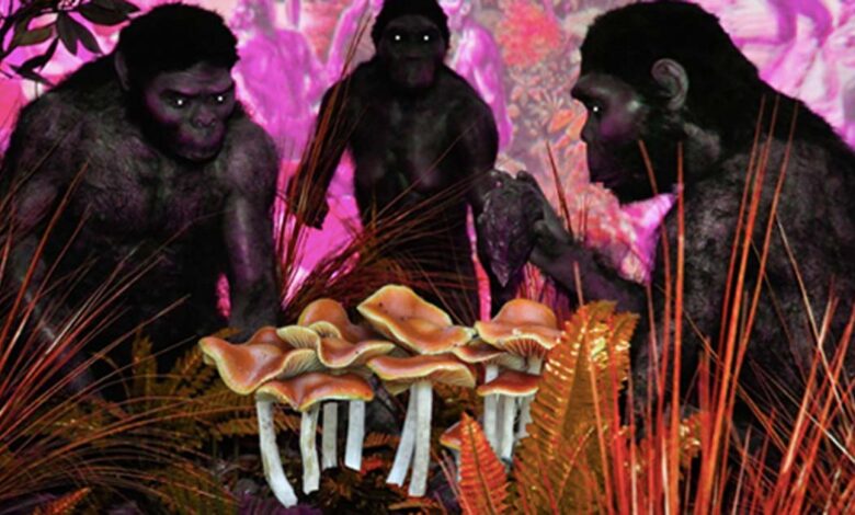 The Stoned Ape theory proposes magic mushrooms helped the Homo erectus evolve quickly.