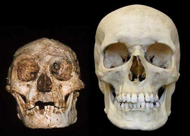 Crâne d'Homo floresiensis (le 