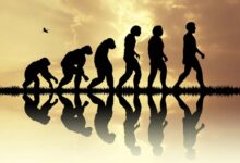 Evolution includes many now extinct human species.
