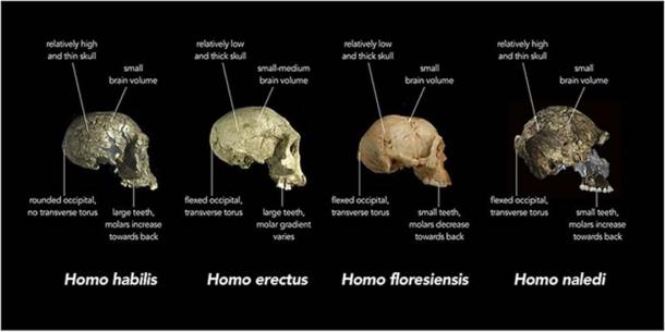 Comparaison des caractéristiques du crâne de l'Homo naledi et d'autres espèces humaines primitives. (Animalparty / CC BY-SA 4.0)