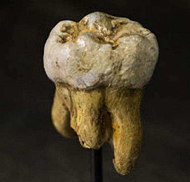 Réplique d'une molaire de Denisovan, trouvée à l'origine dans la grotte de Denisova. (Thilo Parg / CC BY-SA 3.0)