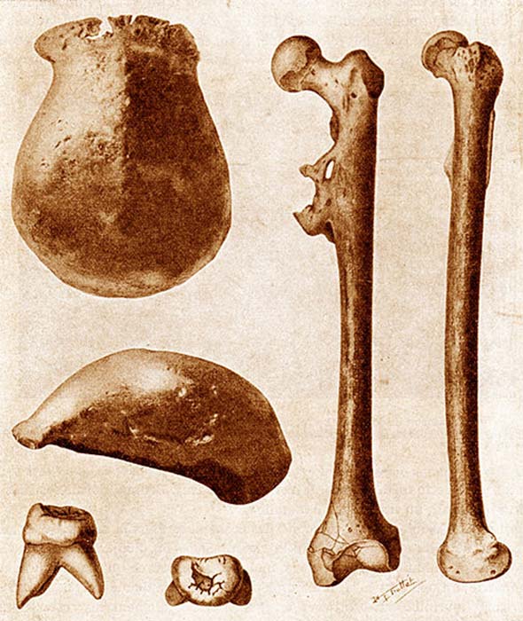 Les trois principaux fossiles de l'homme de Java découverts en 1891-92 : une calotte, une molaire et un fémur, chacun vu sous deux angles différents. (120 / Domaine public)