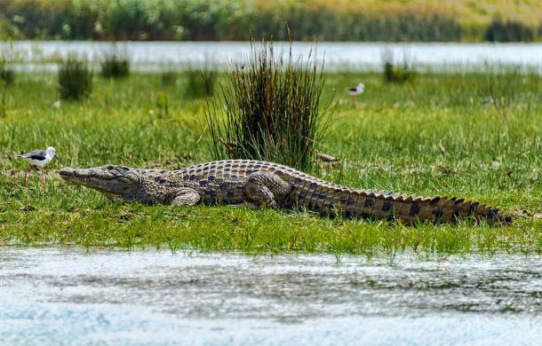 Un crocodile du Nil se prélassant au soleil. (Steve Slater/CC BY 2.0)