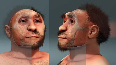 Forensic facial reconstruction of Homo erectus