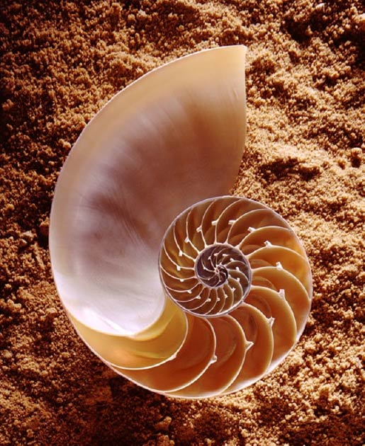 La coquille de nautile est un exemple populaire de proportion dorée dans la nature. (CSIRO / CC PAR 3,0)