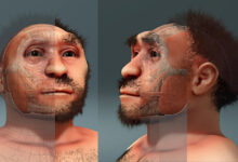 Homo erectus pekinensis, forensic facial reconstruction.