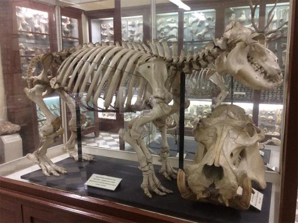 Squelette d'un hippopotame maltais trouvé à Ghar Dalam. (Continentaleurope / CC BY-SA 3.0)
