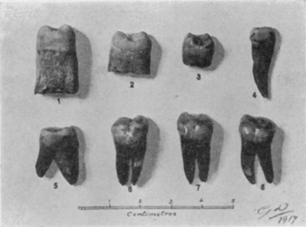 Photographie des dents trouvées en 1917 suggérant des preuves de la présence d'humains du paléolithique à Malte. (Giuseppe Despott / Sir Arthur Keith)
