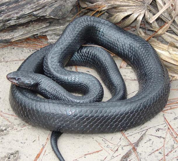 Serpent indigo 