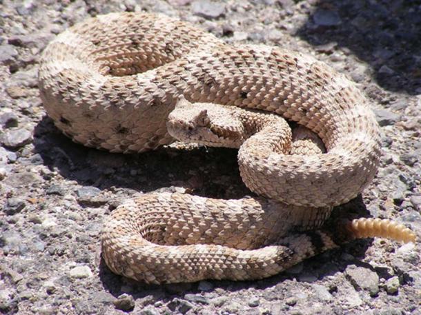 Serpent à sonnettes à cornes. Au camping de Mesquite Springs, dans le parc national de la Vallée de la Mort, en Californie
