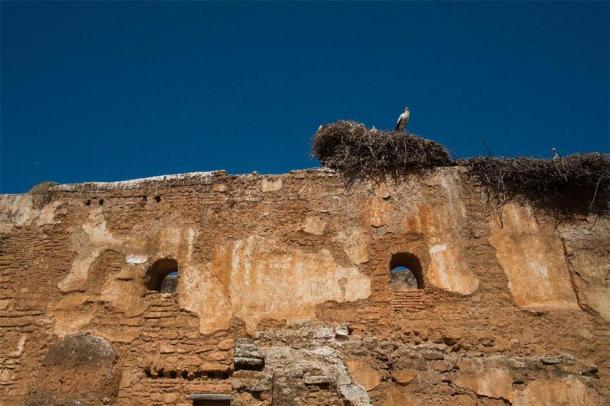 Convaincu que le départ de la cigogne présageait la destruction de son nid, le superstitieux Attila a ordonné à son armée de rester et d'attaquer la partie des murs laissée par la cigogne... (M.Ilkin /Adobe Stock)