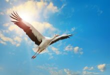 The stork has been a bird of legends through the centuries.	Source: Serghei Velusceac / Adobe Stock