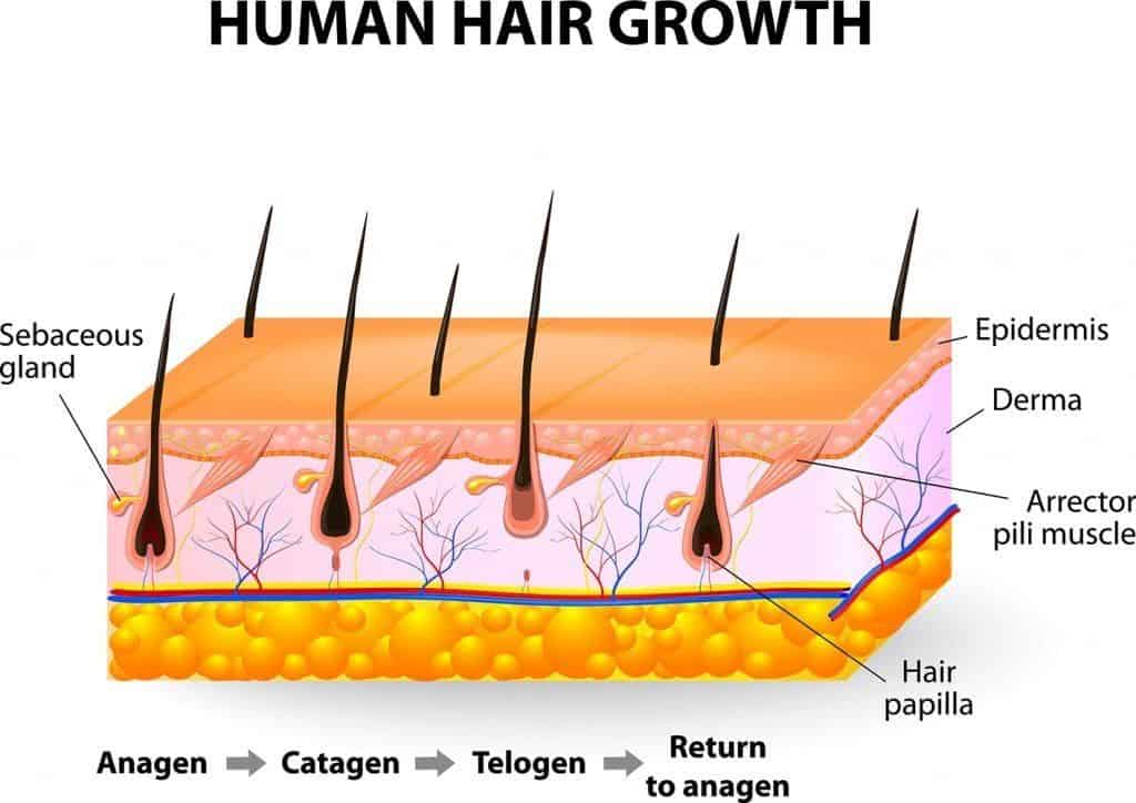 La croissance des cheveux humains