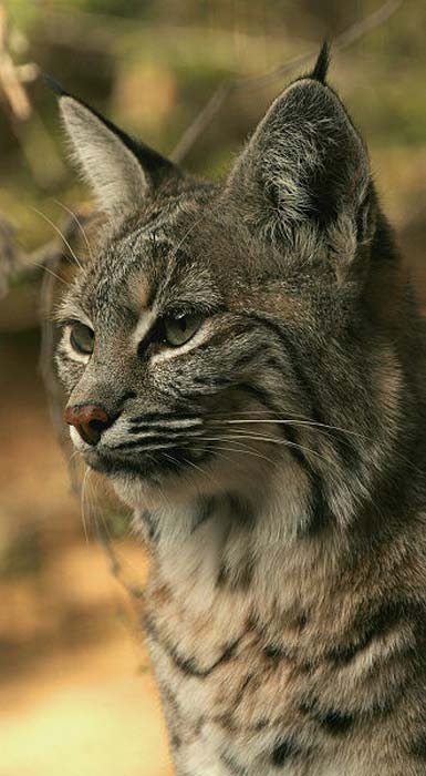 Le lynx est présent dans la mythologie amérindienne et le folklore des colons européens.