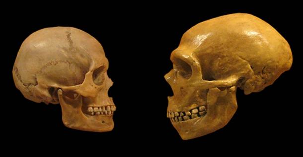 Comparaison de crânes humains modernes et de crânes de Néandertal du Musée d'histoire naturelle de Cleveland. (DrMikeBaxter/CC BY SA 2.0)